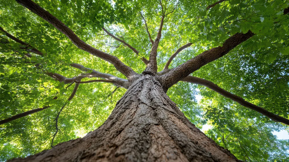 large tree canopy